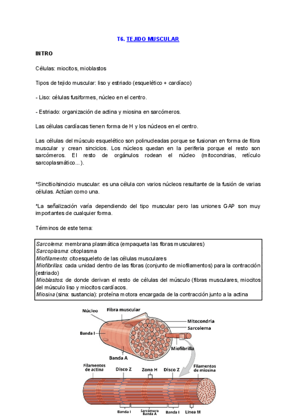 Miniatura del documento TEJIDO-MUSCULAR-1.pdf