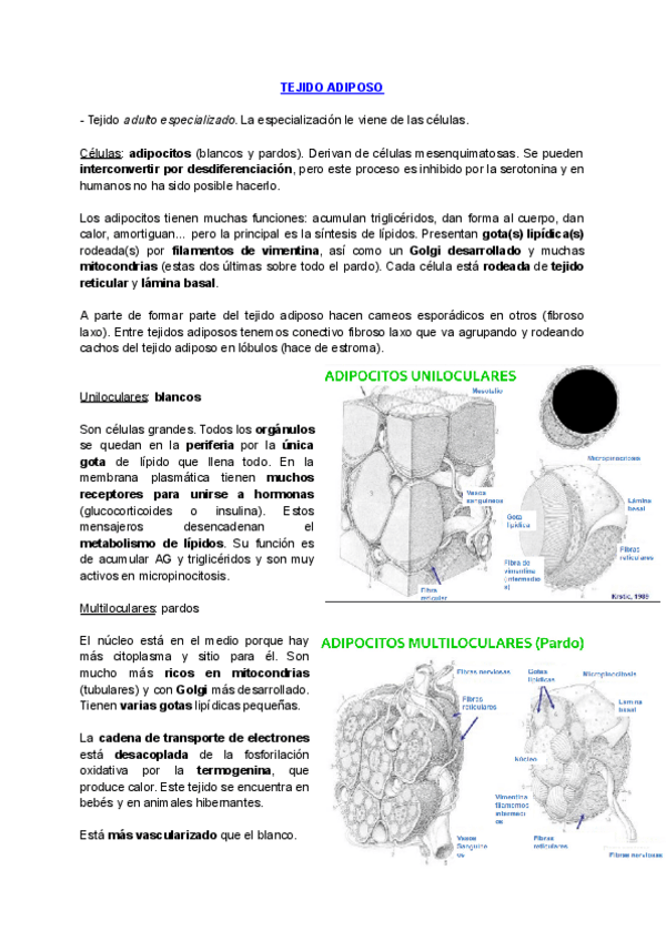 Miniatura del documento TEJIDO-CONECTIVO-ADIPOSO-CARTILAGINOSO-OSEO.pdf