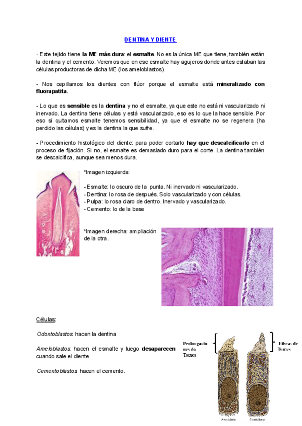Miniatura del documento TEJIDO-CONECTIVO-DENTINA-Y-SANGRE.pdf