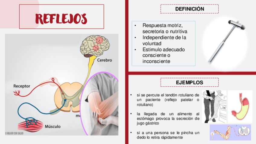 Miniatura del documento EXPOSICION-DE-REFLEJOS-.pdf