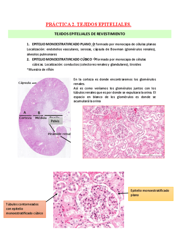Miniatura del documento PRACTICA-2.pdf