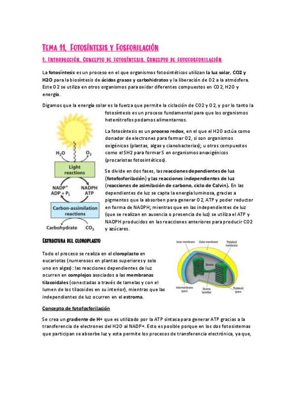 Miniatura del documento Tema-11-Bioquimica-II.pdf