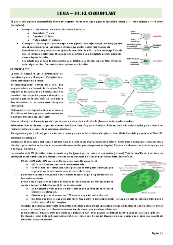 Miniatura del documento Tema-10.pdf