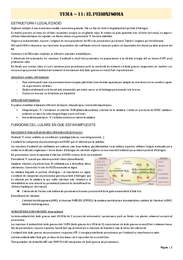 Miniatura del documento Tema-11.pdf