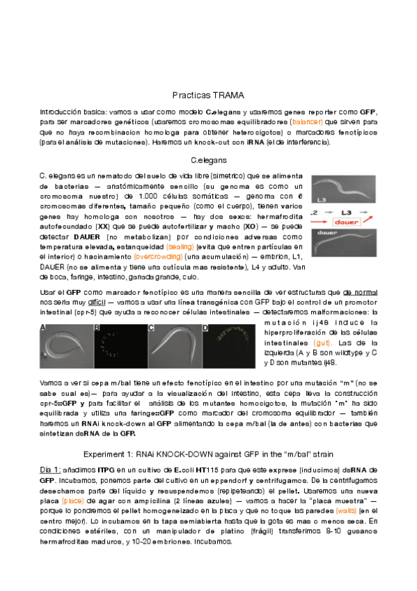Miniatura del documento practicas-trama.pdf