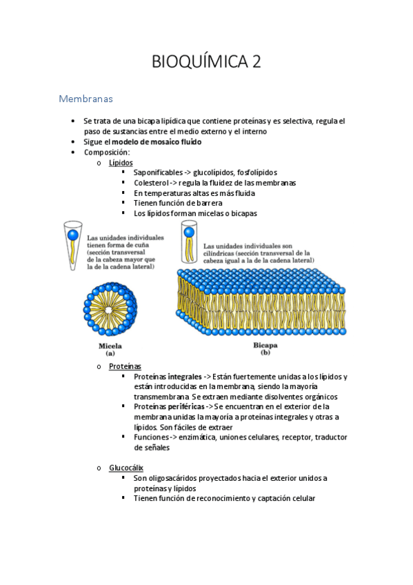 Miniatura del documento BIOQUIMICA-2.pdf