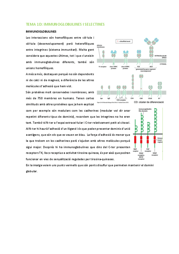 Miniatura del documento BMC-Tema-1D-Selectines.pdf