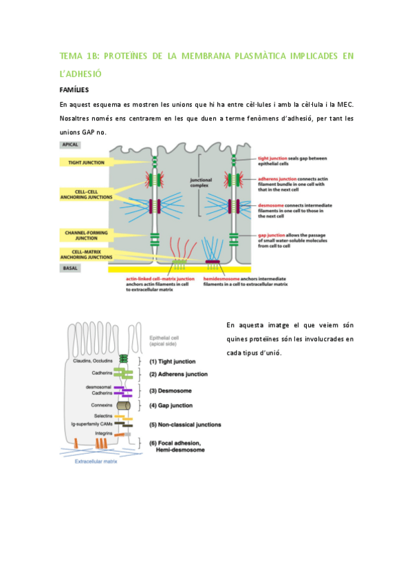Miniatura del documento BMC-Tema-1B-Adhesio.pdf