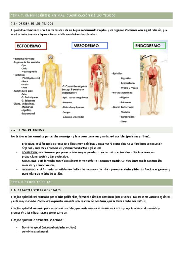 Miniatura del documento Histologia-T7-T12.pdf