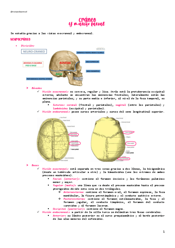 Miniatura del documento CRANEO-Y-MACIZO-FACIAL.pdf