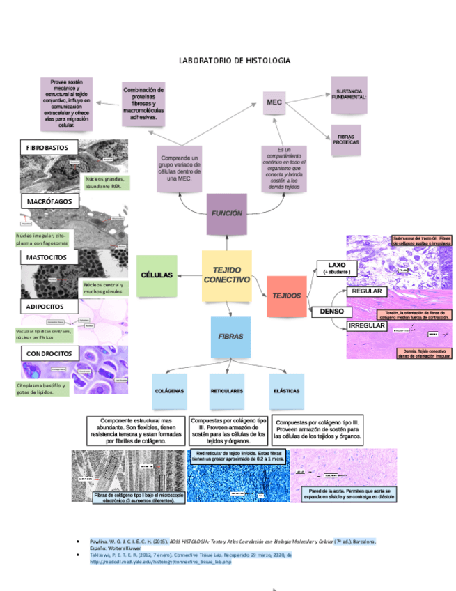 Miniatura del documento TEJIDO-CONECTIVO.pdf