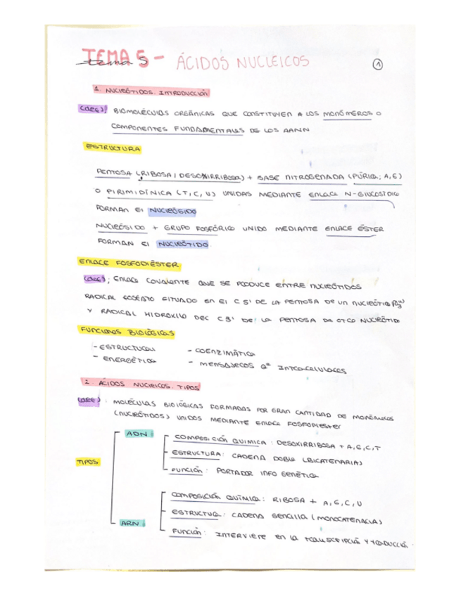 Miniatura del documento TEMA-5-ACIDOS-NUCLEICOS.pdf