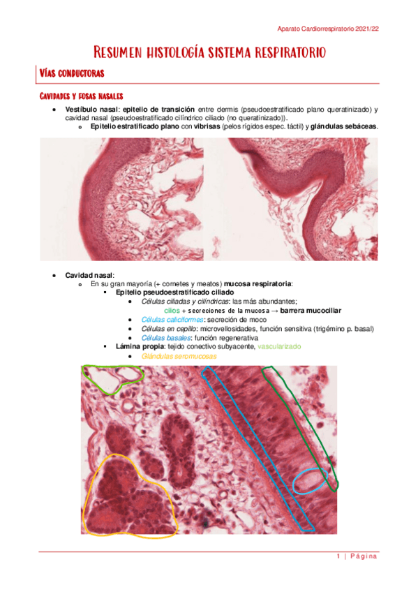 Miniatura del documento Resumen-histologia-y-fisiologia-Cardiorrespiratorio.pdf