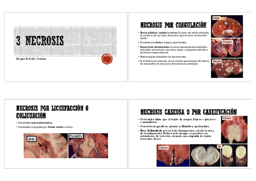 Miniatura del documento Anatomía patológica general- Imágenes 1 parcial.pdf
