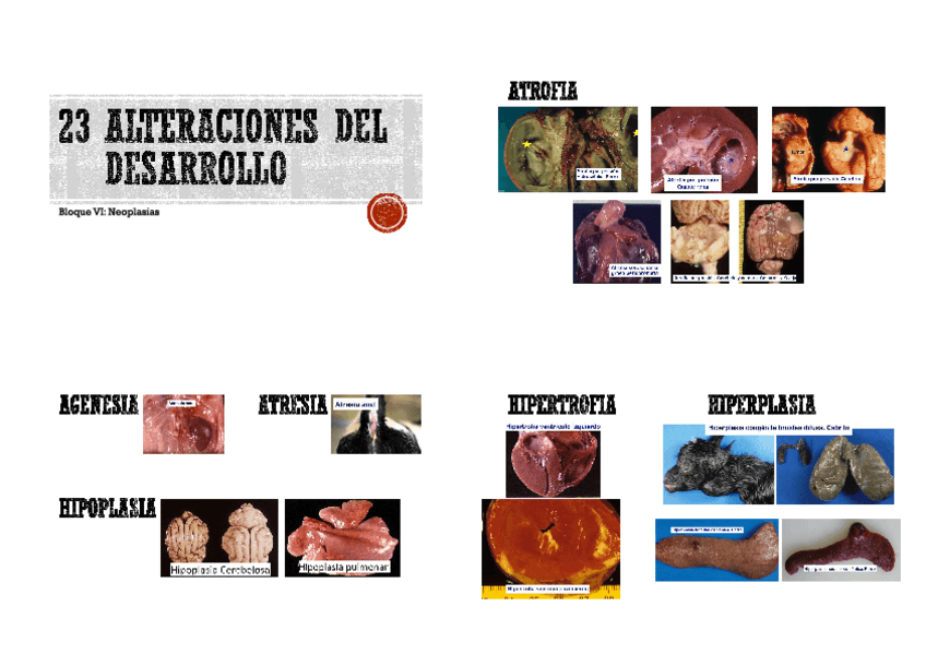 Miniatura del documento Anatomía patológica general- Imágenes 2 parcial.pdf