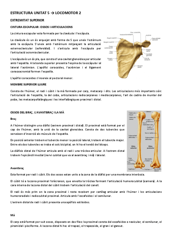 Miniatura del documento ESTRUCTURA UNITAT 4.1.pdf