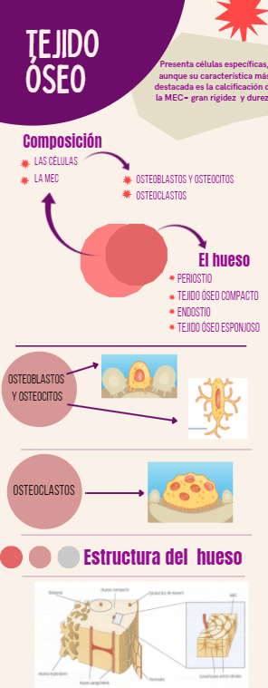 Miniatura del documento Tejido-oseo.png