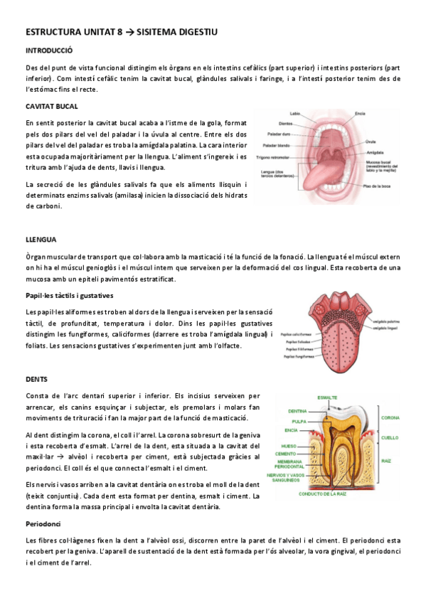 Miniatura del documento ESTRUCTURA UNITAT 7.pdf