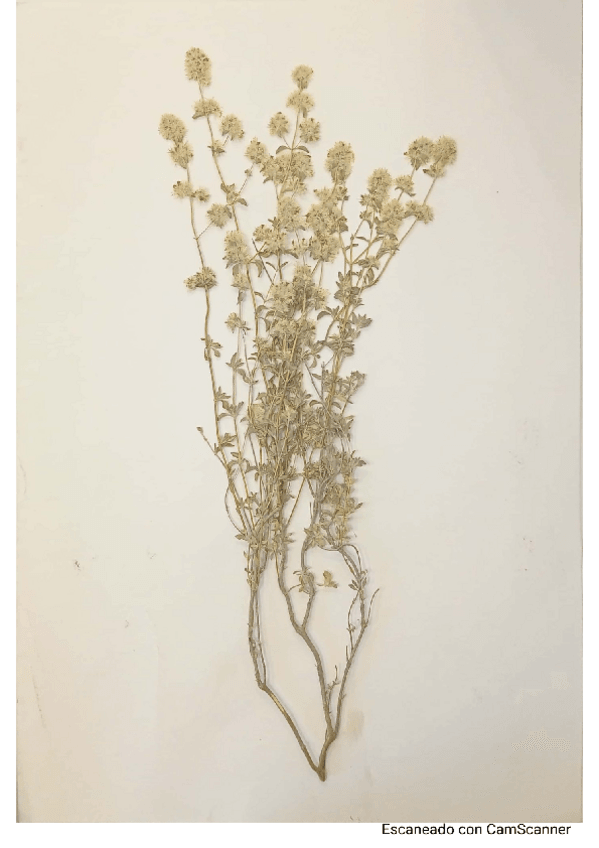 Miniatura del documento Todas-las-plantas-reco-flora-22.pdf