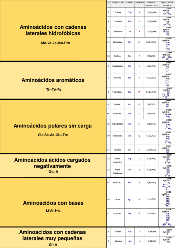 Miniatura del documento Esquema-aminoacidos.pdf
