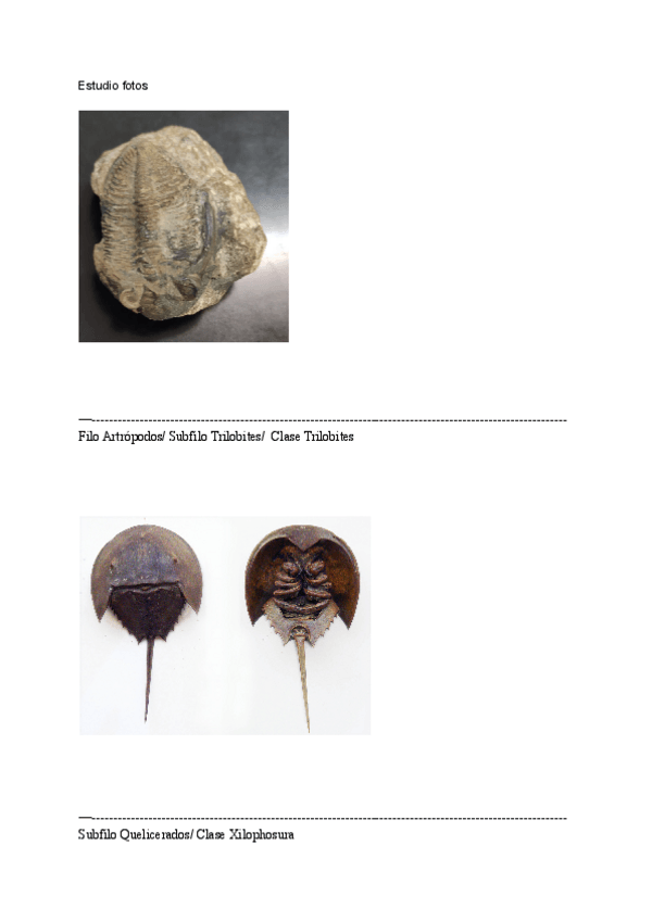 Miniatura del documento Estudio-de-fotos-4.pdf
