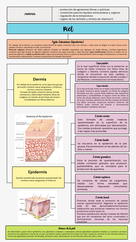Miniatura del documento Piel.png