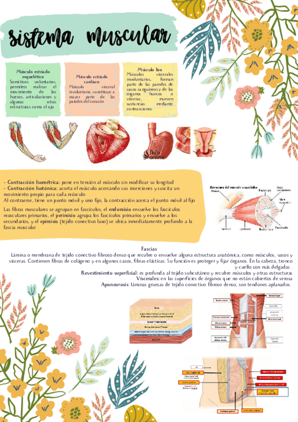 Miniatura del documento Sistema-muscular.pdf