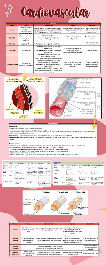 Miniatura del documento Cardiovascular-histologia.pdf
