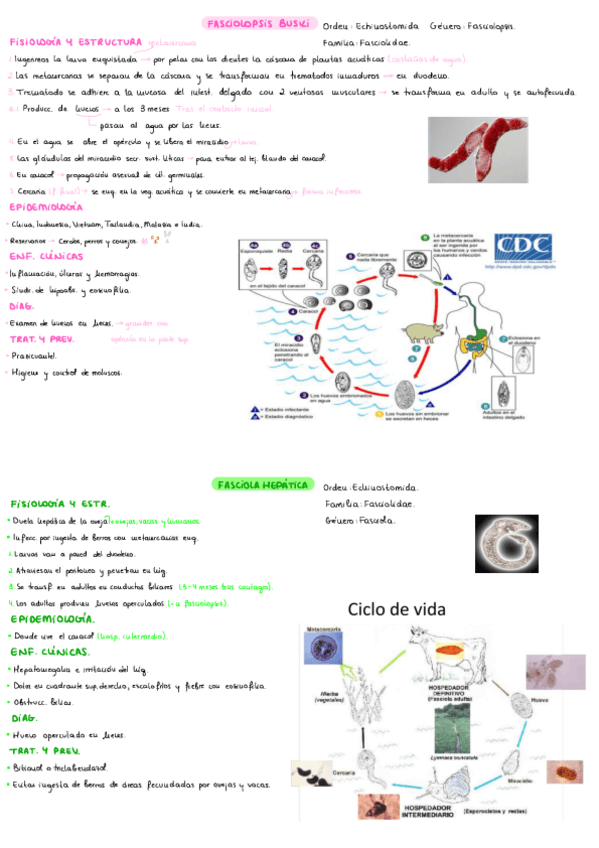 Miniatura del documento T6-Trematodos.pdf