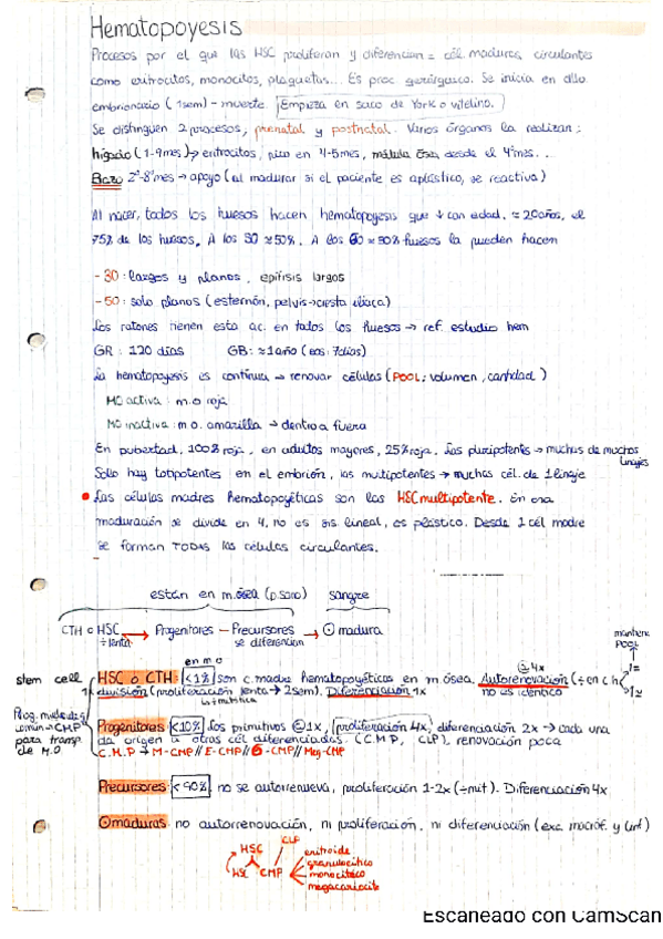 Miniatura del documento 2-Hematopoyesis.pdf