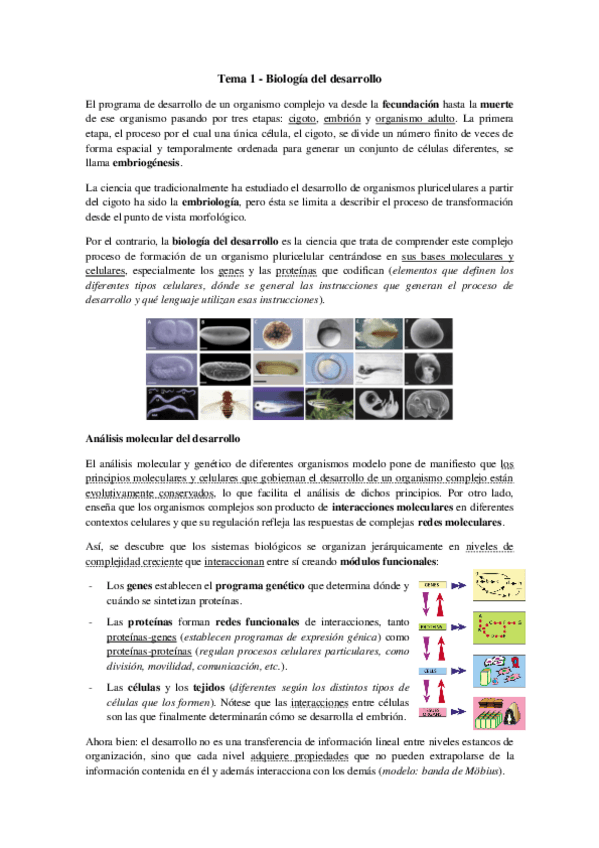 Miniatura del documento Tema 1 - Biología del desarrollo.pdf