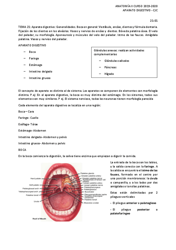 Miniatura del documento Anatomia-Aparato-Digestivo.pdf