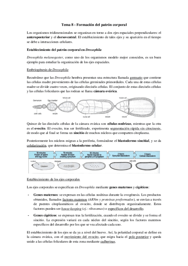 Miniatura del documento Tema 8 - Formación del patrón corporal.pdf