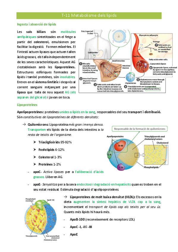 Miniatura del documento T-11.pdf