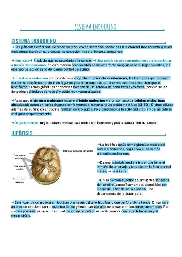 Miniatura del documento Seminario-Sistema-Endocrino.pdf