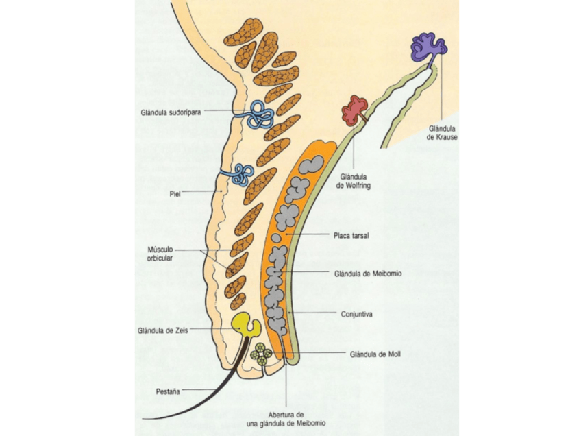Miniatura del documento Esquemas-organografia-globo-ocular.pdf