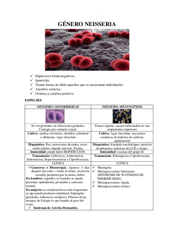 Miniatura del documento GENERO-NEISSERIA.pdf