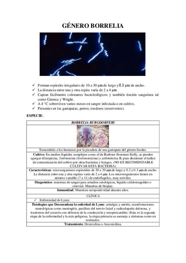 Miniatura del documento GENERO-BORRELIA.pdf