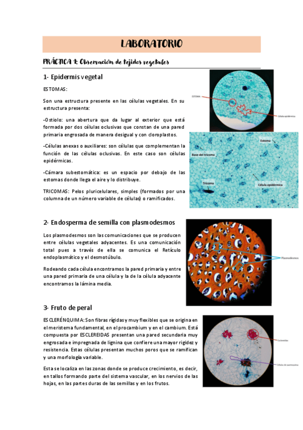 Miniatura del documento LABORATORIO-BCT.pdf
