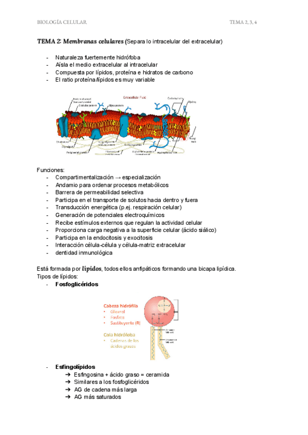 Miniatura del documento Biologia-Celular-Temas-2-3-4.pdf
