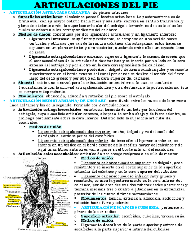 Miniatura del documento ARTICULACIONES-DEL-PIE.pdf