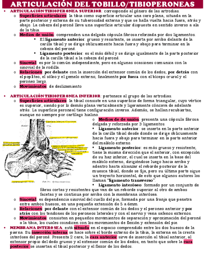 Miniatura del documento ARTICULACION-DEL-TOBILLO.pdf