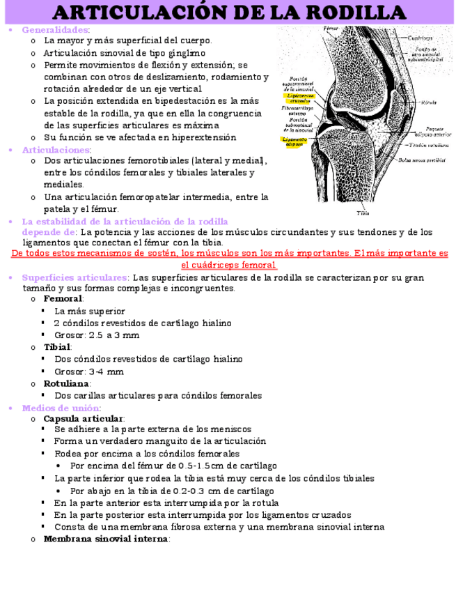 Miniatura del documento ARTICULACION-DE-LA-RODILLA.pdf