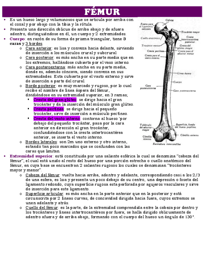 Miniatura del documento FEMUR.pdf