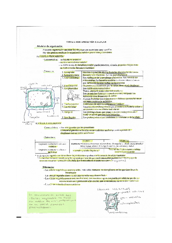 Miniatura del documento ORGANIZACION-CELULAR.pdf