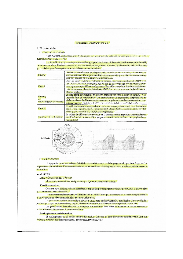 Miniatura del documento REPRODUCCION-CELULAR.pdf
