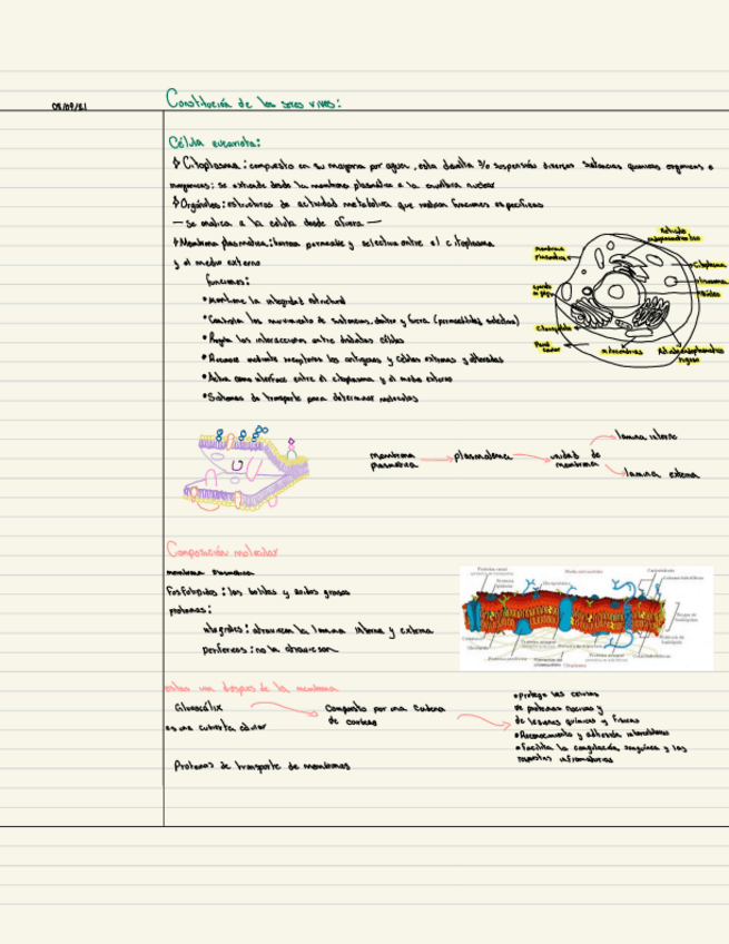 Miniatura del documento Citologia-E-Histologia-1.pdf
