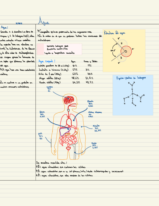 Miniatura del documento Bases-De-Bioquimica-1.pdf