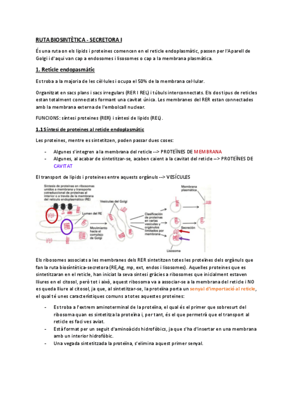 Miniatura del documento T5RUTA-BIOSINTETICA-SECRETORA.pdf