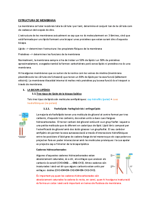Miniatura del documento T2ESTRUCTURA-DE-MEMBRANA.pdf